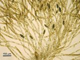 Feldmannia lebelii3